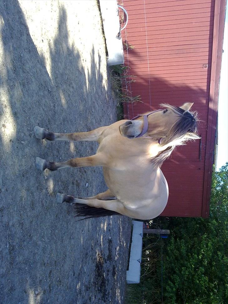 Fjordhest baldur billede 15