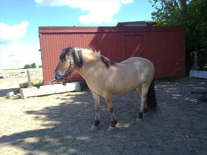 Fjordhest baldur billede 16