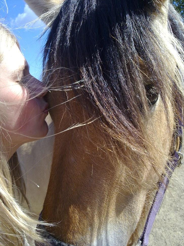 Fjordhest baldur billede 17