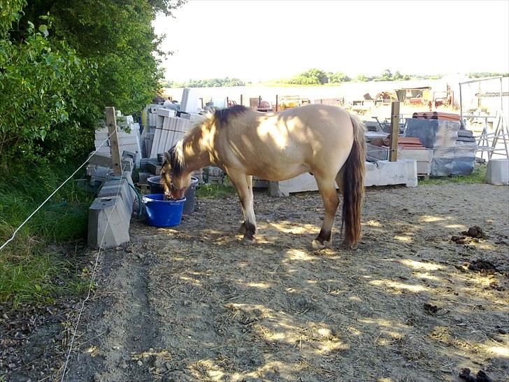 Fjordhest baldur billede 18