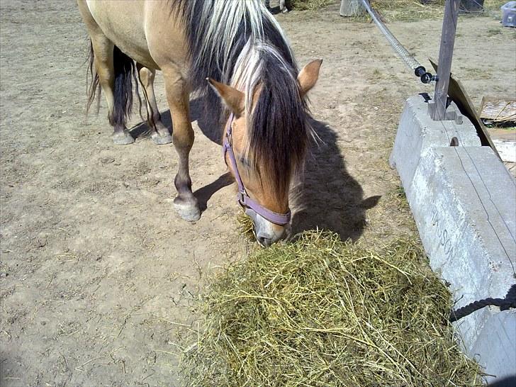 Fjordhest baldur billede 19