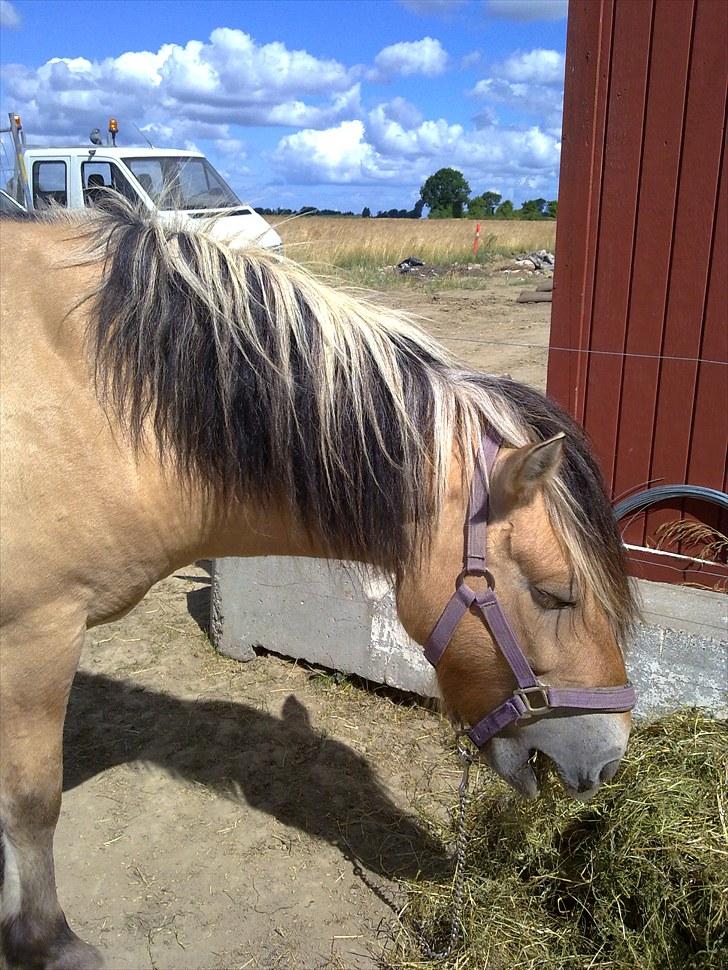 Fjordhest baldur billede 20