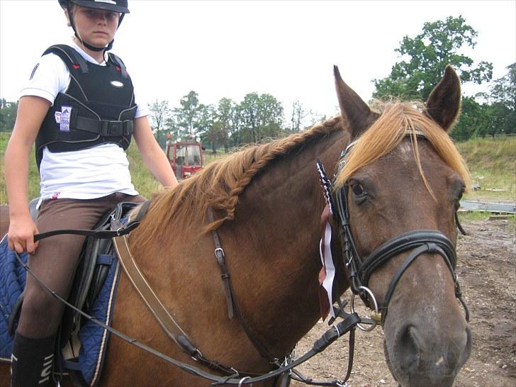 New Forest Prescott Gambler billede 12