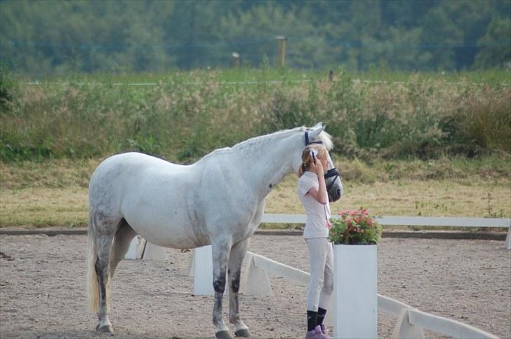 New Forest Charfeli (B-pony) - 2: RHO 3juli: vi står og ser Trine og Fagamo ride:) billede 2