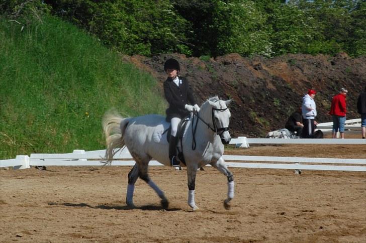 New Forest Charfeli (B-pony) - 3: SRR 5maj: Kvalifikation LB1. billede 3