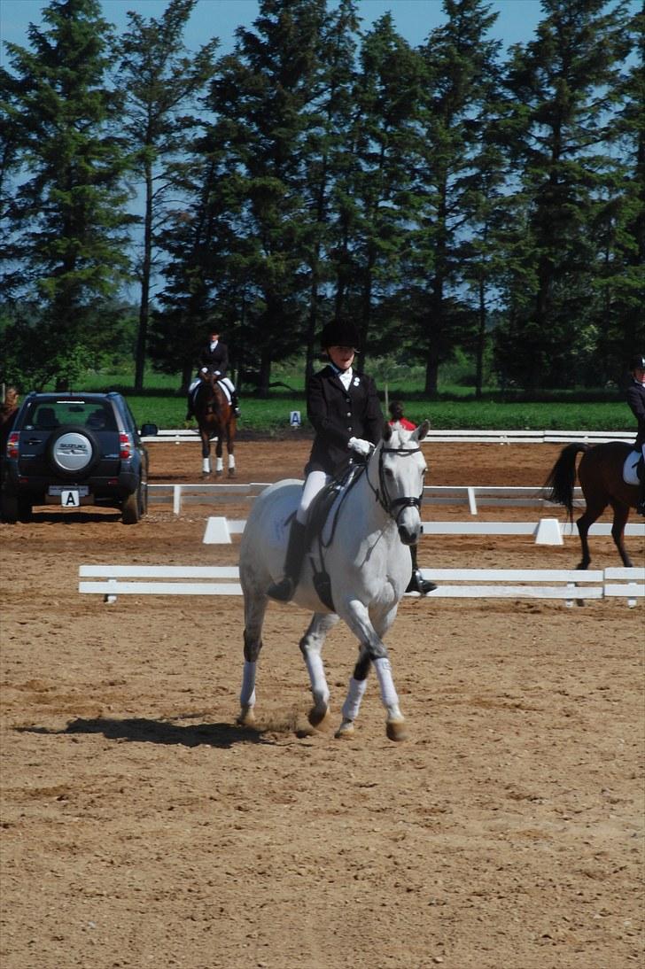 New Forest Charfeli (B-pony) - 5: SRR 5maj: Kvalifikation LB1 billede 5