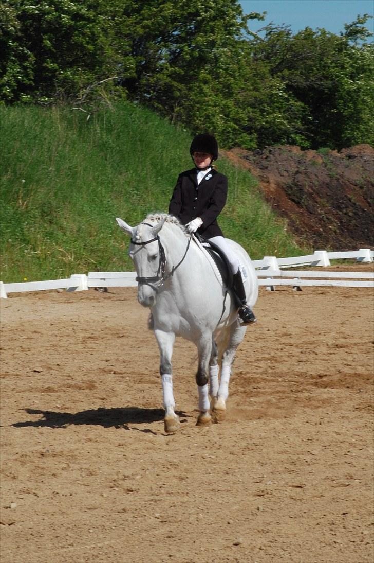 New Forest Charfeli (B-pony) - 6: SRR 5maj: Kvalifikation LB1 billede 6