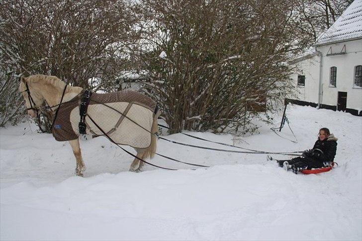 Palomino Atreju ***SOLGT*** - Mig og tuller:) han er så dygtig!! det er 2 gang han prøver det, og vi kan selv styre ham. Fotograf: Julie Bjarnø Hansennår vi sider der omme..også i galop:D ihh, er så stolt af den pony billede 19