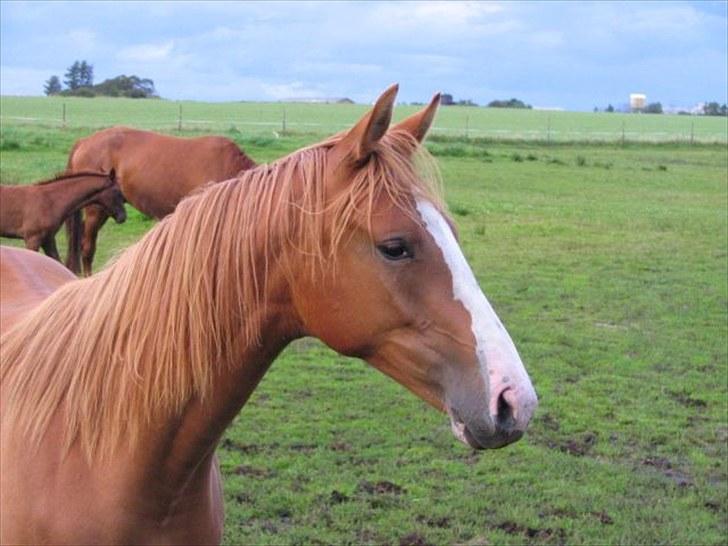 Dansk Varmblod Kildevangs Laurika [Tidl. Hest] billede 1