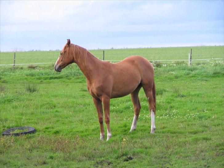 Dansk Varmblod Kildevangs Laurika [Tidl. Hest] billede 2