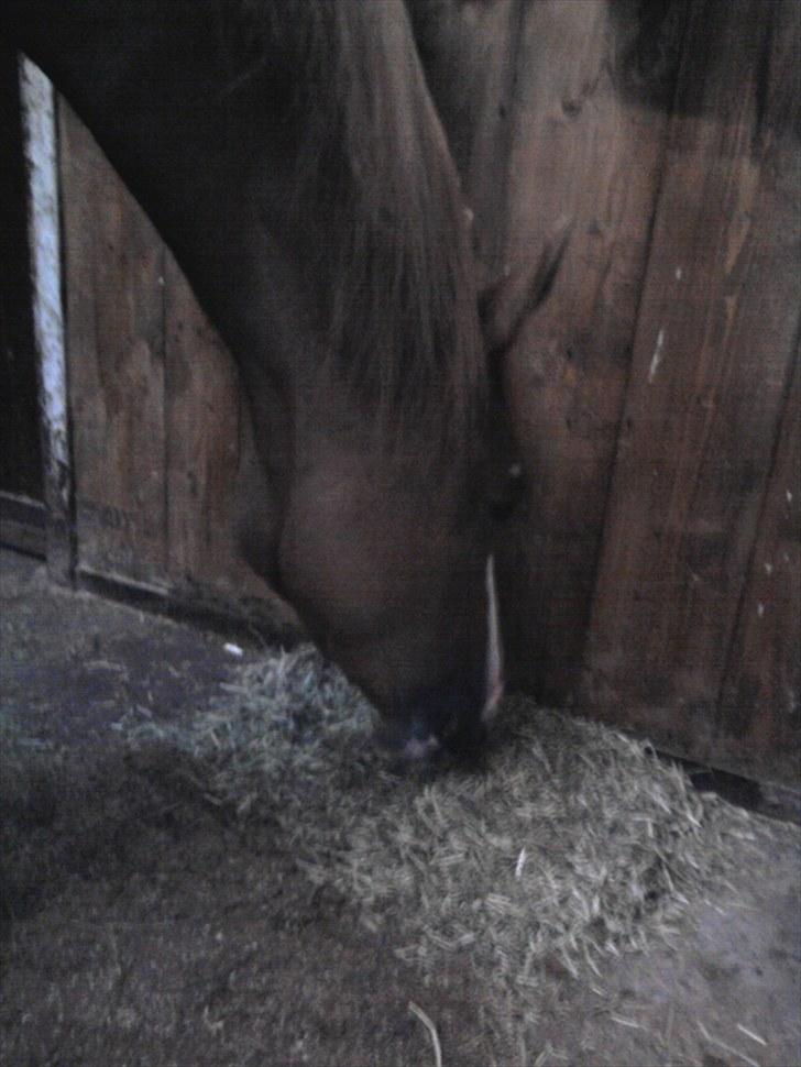 Dansk Varmblod Kildevangs Laurika [Tidl. Hest] billede 3