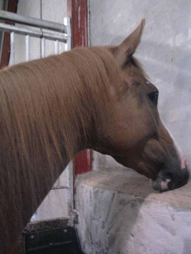 Dansk Varmblod Kildevangs Laurika [Tidl. Hest] billede 4