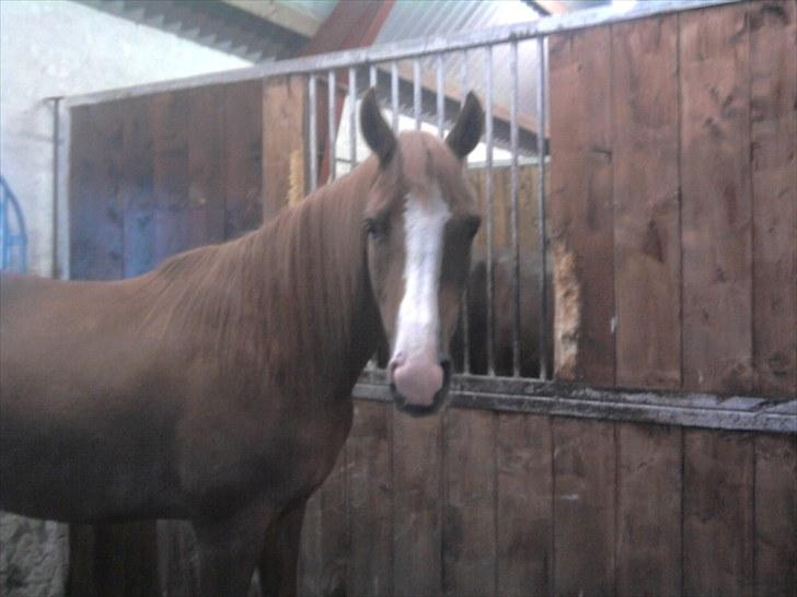 Dansk Varmblod Kildevangs Laurika [Tidl. Hest] billede 5