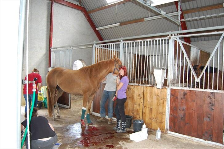 Dansk Varmblod Kildevangs Laurika [Tidl. Hest] - Sådan ser det ud når man har vendt sig i en hestetransporter.  billede 6