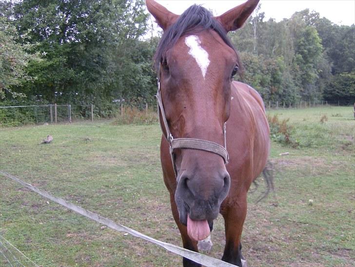 Dansk Varmblod chili solgt billede 6