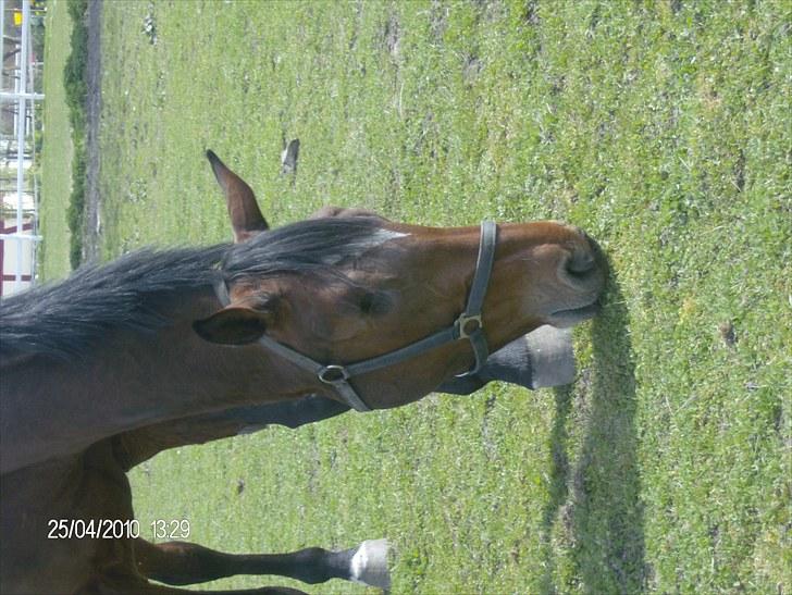 Dansk Varmblod chili solgt billede 7