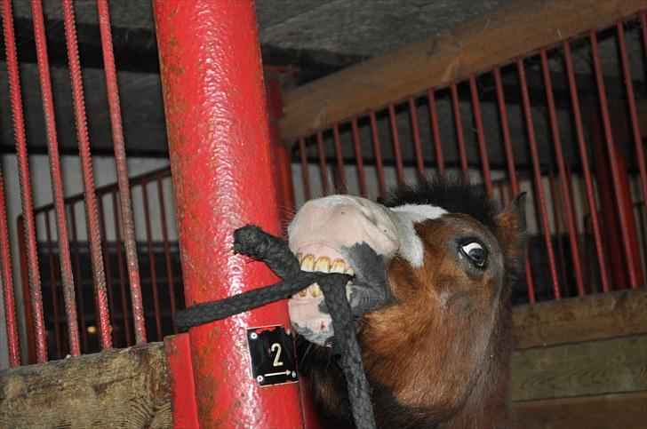 Welsh Mountain (sec A) Aladin | Gl. part | - Jeg skal nok få dig løs Jolly!!;) Haha Foto mig;) billede 18