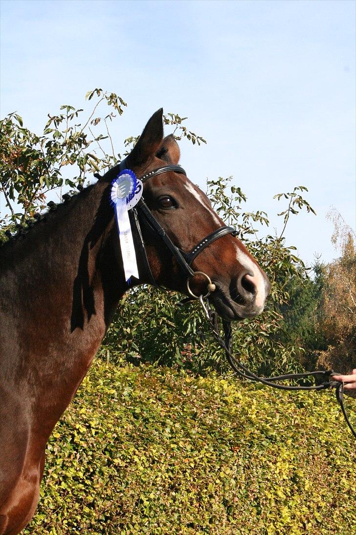 Trakehner Ismene billede 1