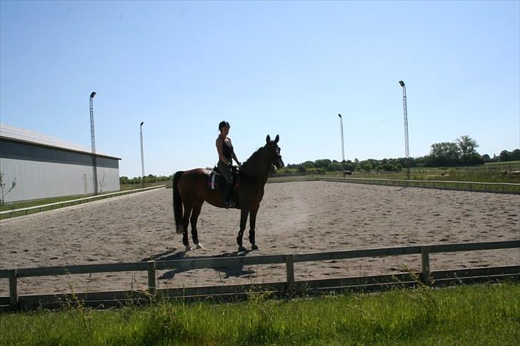 Trakehner Ismene billede 2