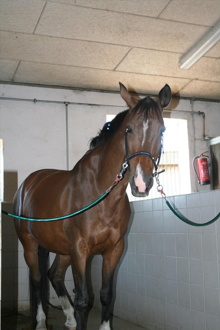 Trakehner Ismene billede 3