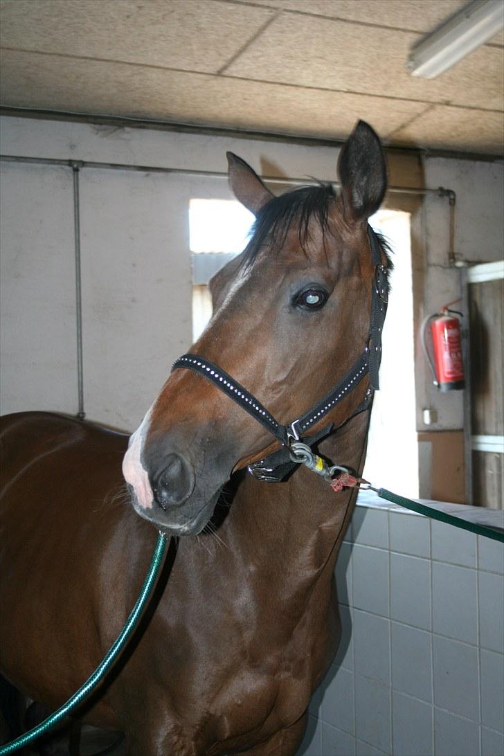 Trakehner Ismene billede 4