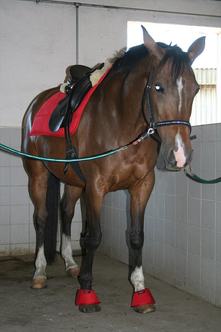 Trakehner Ismene billede 5