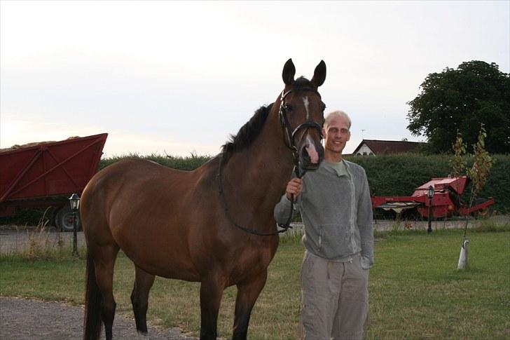 Trakehner Ismene billede 6