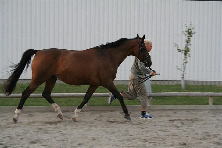 Trakehner Ismene billede 8