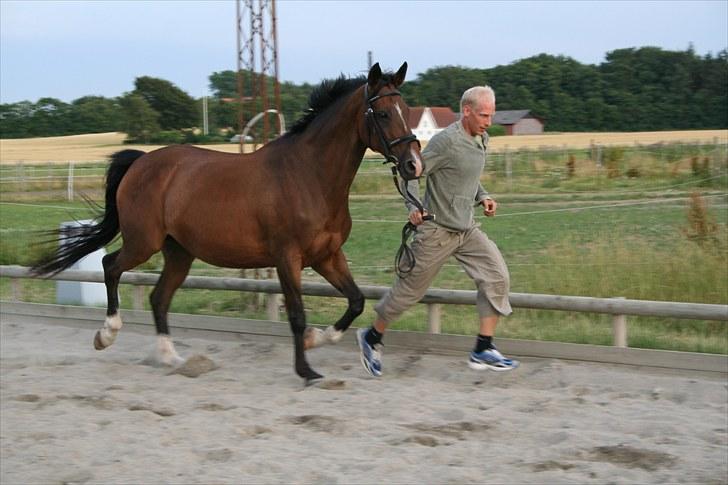 Trakehner Ismene billede 9