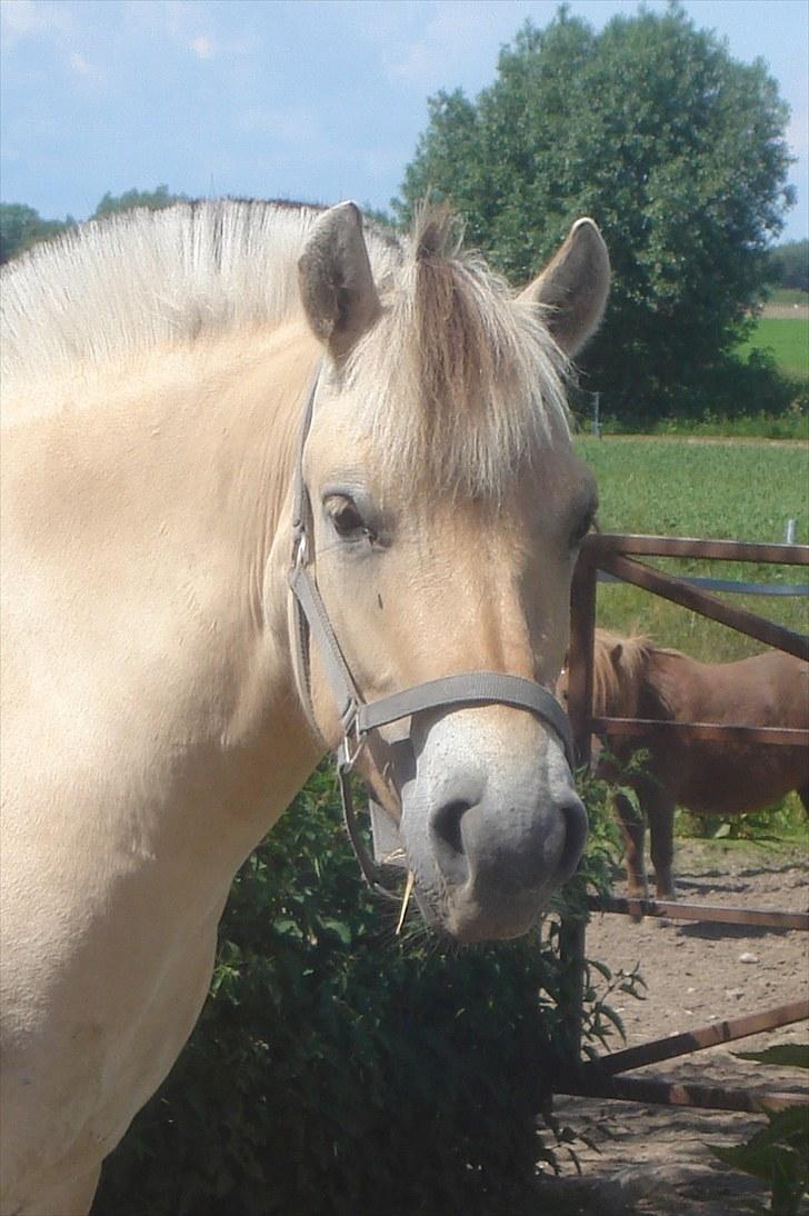 Fjordhest Møltrup Odin - SOLGT - R.I.P billede 1