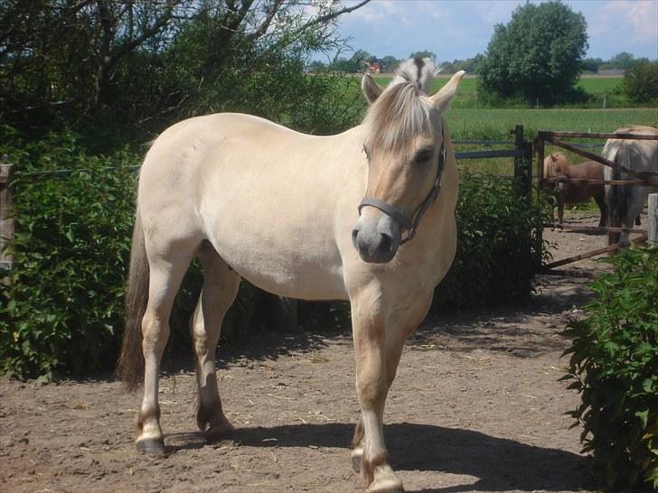 Fjordhest Møltrup Odin - SOLGT - R.I.P - Dagen hvor vi fik Odin hjem..
Juni 2010 billede 2
