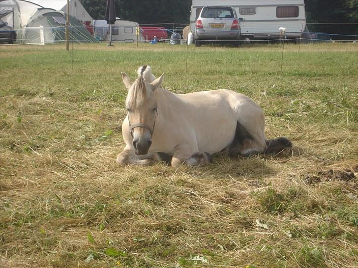 Fjordhest Møltrup Odin - SOLGT - R.I.P - det mega hårdt at være på ferie hehe
Uge 29-2010 billede 4