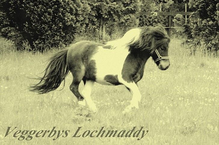 Shetlænder Veggerbys Lochmaddy billede 6