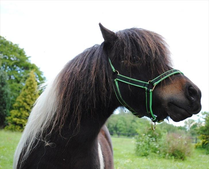 Shetlænder Veggerbys Lochmaddy billede 7