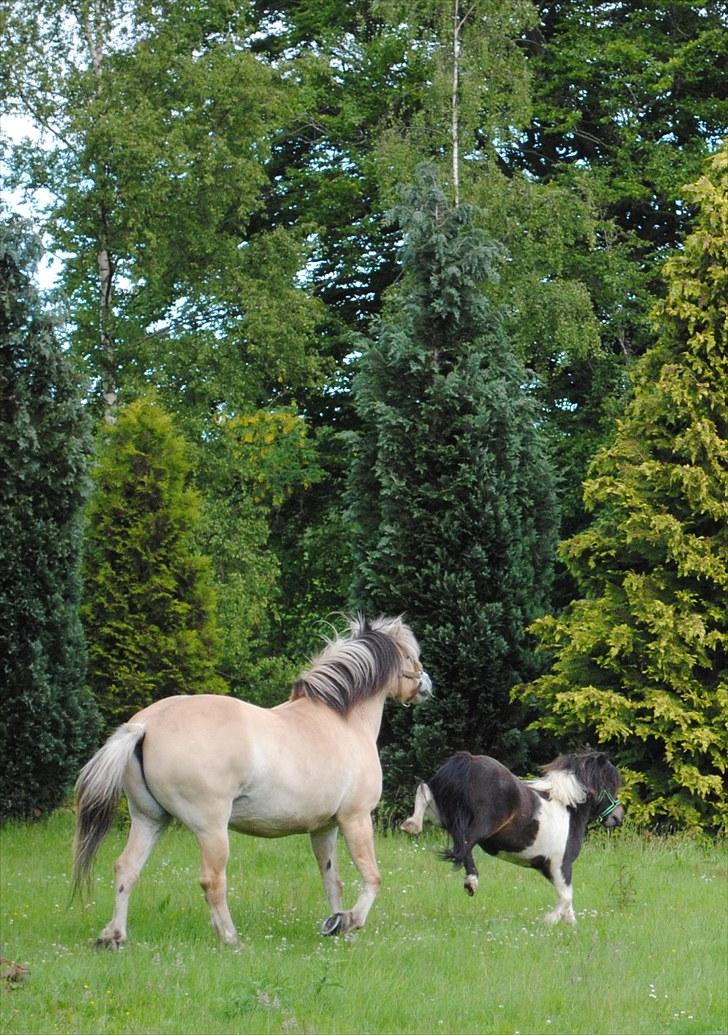 Shetlænder Veggerbys Lochmaddy billede 8