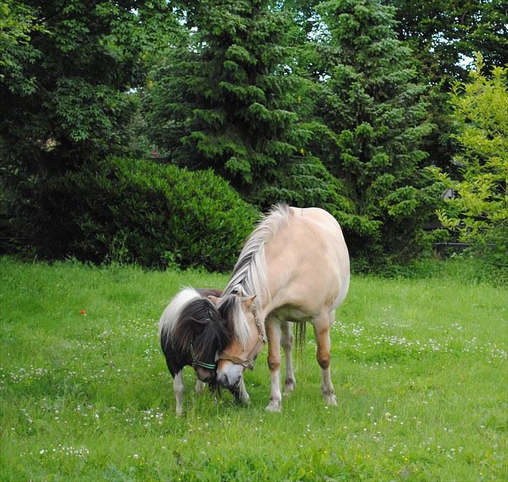 Shetlænder Veggerbys Lochmaddy billede 9