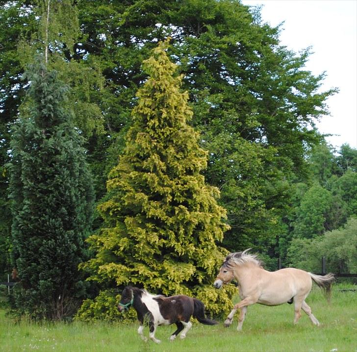 Shetlænder Veggerbys Lochmaddy billede 10