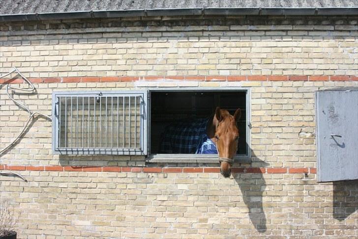 Anden særlig race Elgatzo - halløj billede 1