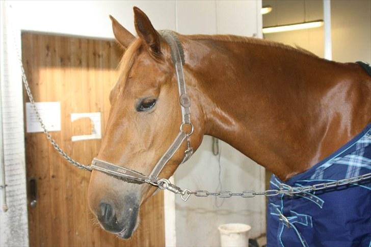 Anden særlig race Elgatzo billede 2