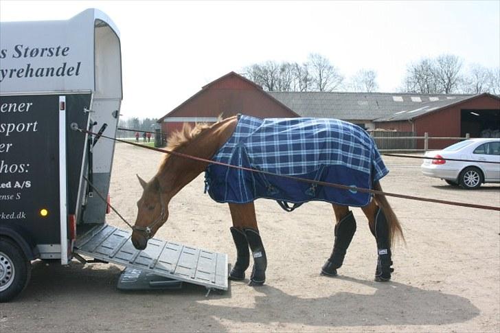 Anden særlig race Elgatzo - her henter vi Gaz billede 3