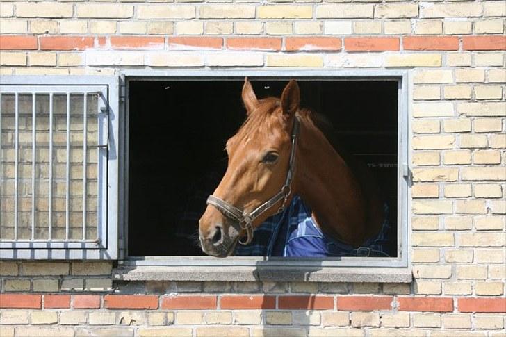 Anden særlig race Elgatzo billede 4