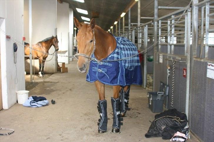 Anden særlig race Elgatzo - pakket godt ind og klar til hjemrejsen billede 5