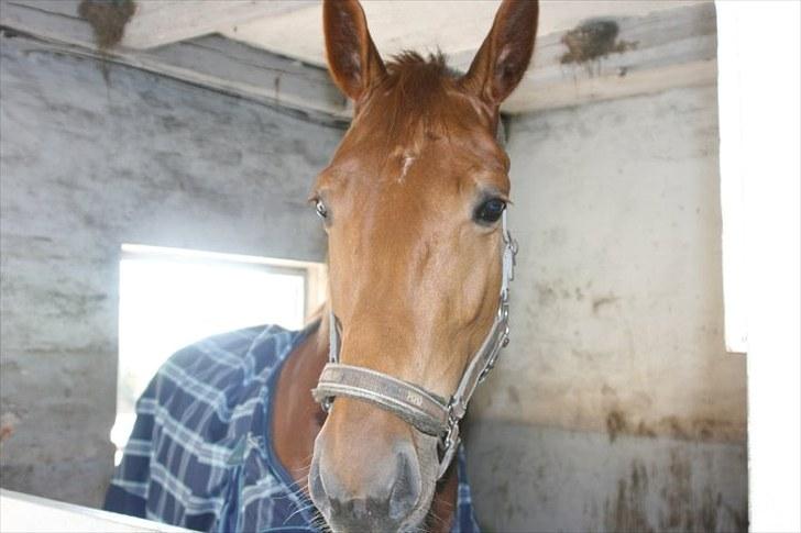 Anden særlig race Elgatzo billede 6