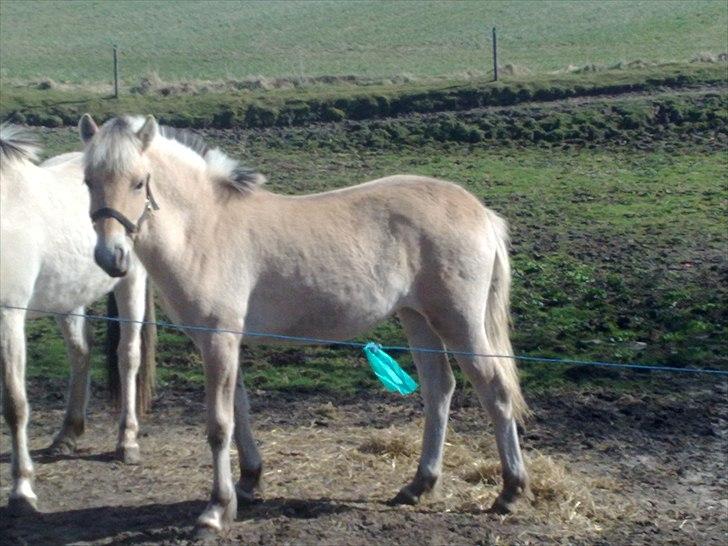 Fjordhest Knudehuse`s Fie - D 9 april 2011 Fie billede 1