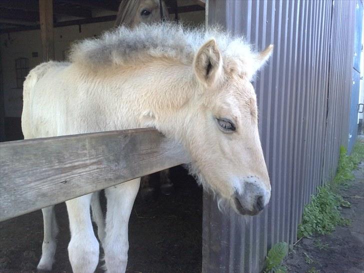 Fjordhest Knudehuse`s Fie billede 2