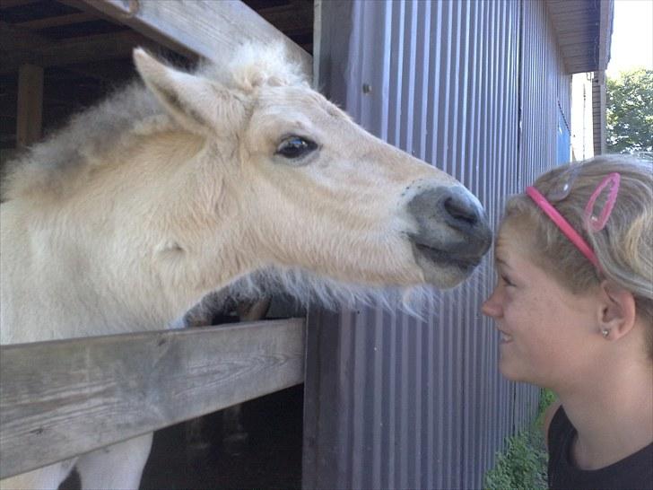 Fjordhest Knudehuse`s Fie billede 3