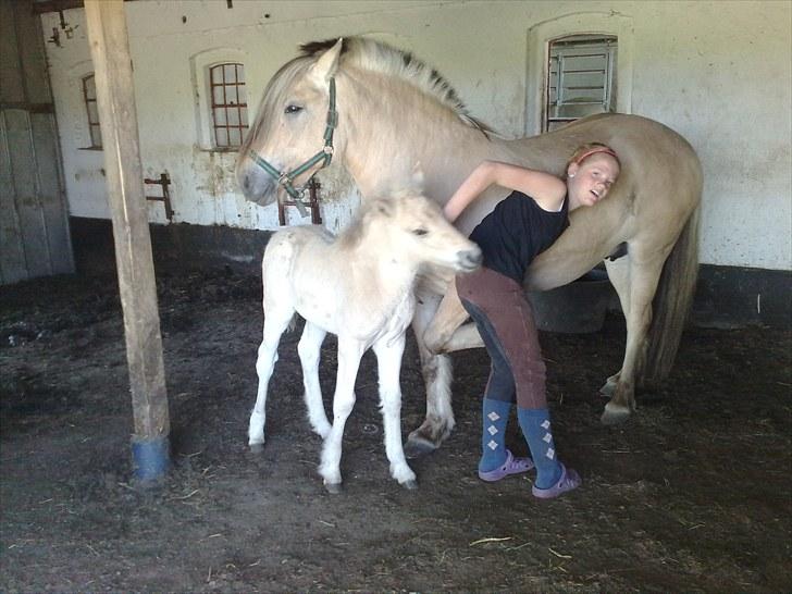 Fjordhest Knudehuse`s Fie billede 4