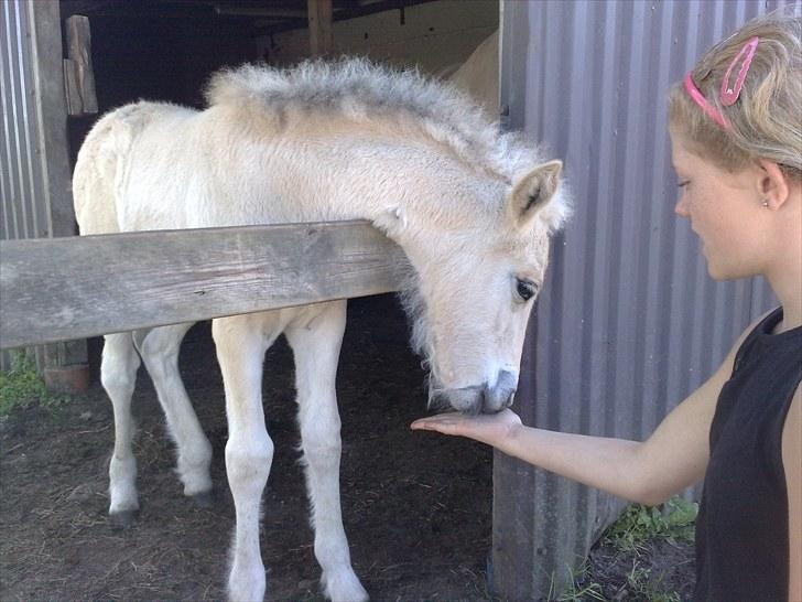 Fjordhest Knudehuse`s Fie billede 5