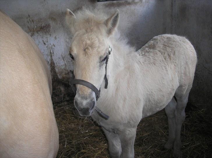 Fjordhest Knudehuse`s Fie billede 6