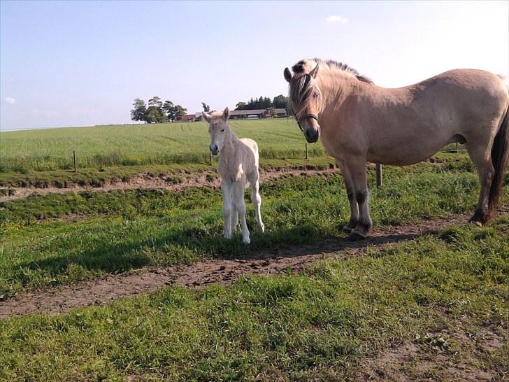 Fjordhest Knudehuse`s Fie billede 7